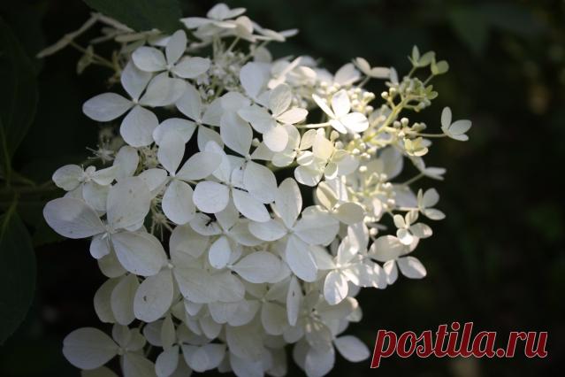 Маленькие хитрости дачников с большим стажем - Садоводка