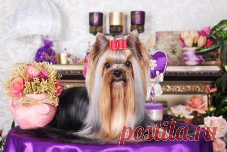 Профессиональная фотосессия