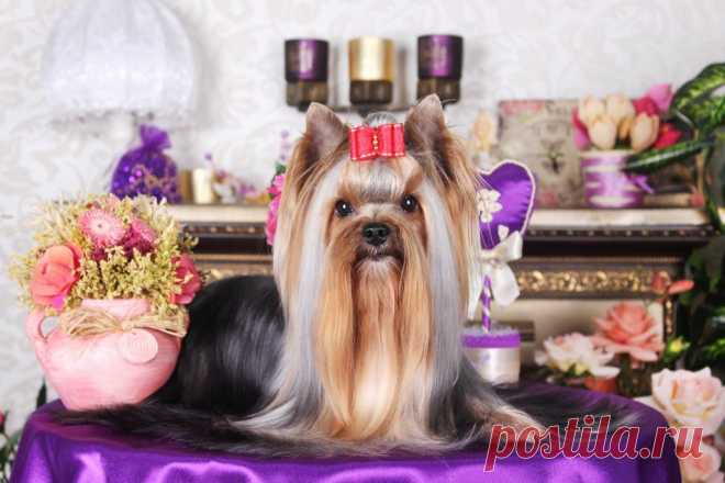 Профессиональная фотосессия