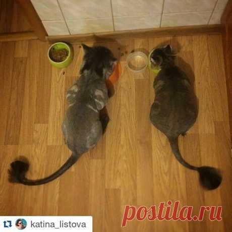 balyti #Репост @katina_listova
---
#дайтедве #рыбкиМои @balyti спасибо !
============================
Очень приятно. Спасибо. Огромное.