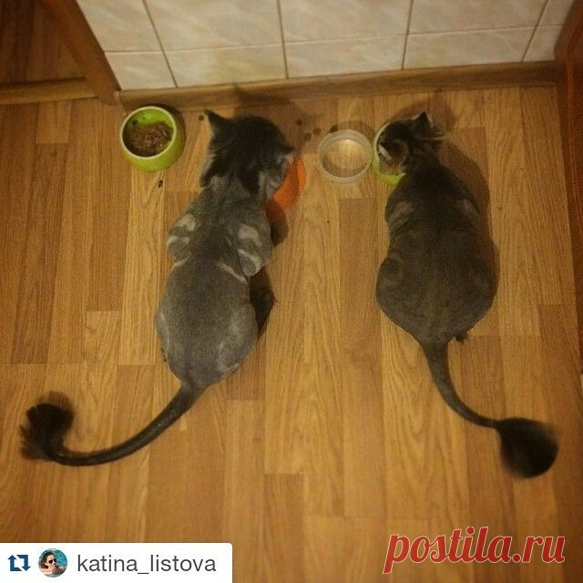balyti #Репост @katina_listova
---
#дайтедве #рыбкиМои @balyti спасибо !
============================
Очень приятно. Спасибо. Огромное.
