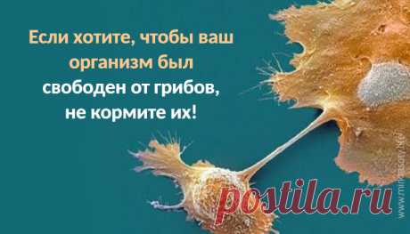 Если хотите, чтобы ваш организм был свободен от грибов, не кормите их