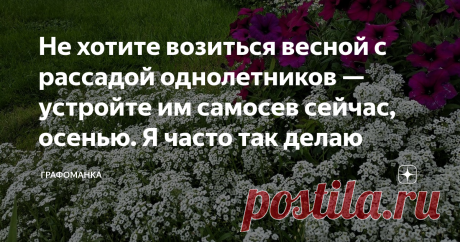 Не хотите возиться весной с рассадой однолетников — устройте им самосев сейчас, осенью. Я часто так делаю Думаю, никому не надо подробно объяснять, что такое самосев. Цветы цветут, семена созревают и осыпаются на землю. Весной следующего года на этом месте (и не только) появляется густая поросль. Всходят семена, осыпавшиеся с цветов прошлым летом.
У меня в разные годы отлично вырастали самосевом эшшольция, ромашка, календула, алиссум, космея, василек. Хорошо, если это совп...