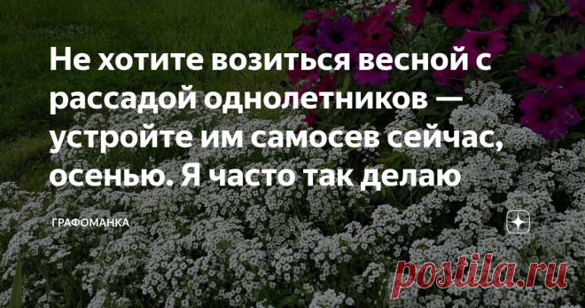 Не хотите возиться весной с рассадой однолетников — устройте им самосев сейчас, осенью. Я часто так делаю Думаю, никому не надо подробно объяснять, что такое самосев. Цветы цветут, семена созревают и осыпаются на землю. Весной следующего года на этом месте (и не только) появляется густая поросль. Всходят семена, осыпавшиеся с цветов прошлым летом.
У меня в разные годы отлично вырастали самосевом эшшольция, ромашка, календула, алиссум, космея, василек. Хорошо, если это совп...