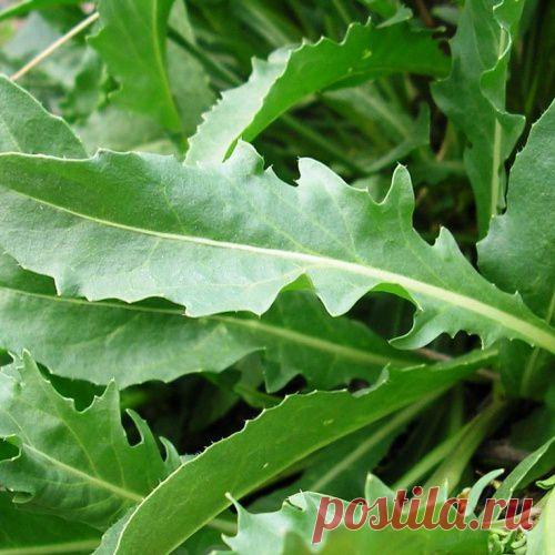 ЭКЗОТИЧЕСКИЕ ОВОЩИ. Двурядник тонколистный (Рукола)