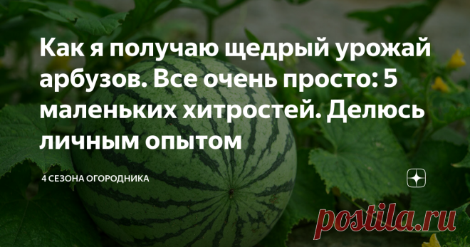 Как я получаю щедрый урожай арбузов. Все очень просто: 5 маленьких хитростей. Делюсь личным опытом Чтобы вырастить щедрый урожай арбузов, совершенно не обязательно жить на юге, достаточно знать пару хитростей. Любите ли вы арбузы? Уверена, что да! Невозможно остаться равнодушным к его душистой и сочной мякоти! Как выращивать арбузы. Как опылять арбузы. Как сохранить плоды арбузов на грядке. Сад и дача. Полезные советы.