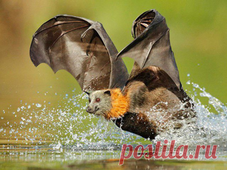 летучая лисица