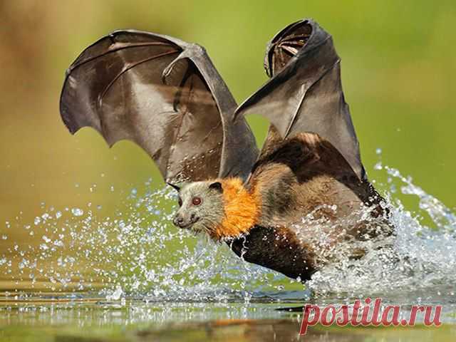 летучая лисица