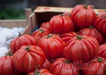 Продукт, способствующий долголетию
