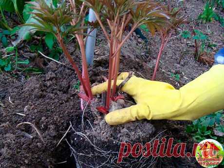 Как правильно посадить пионы
Пионы очень популярны у цветоводов. Все благодаря огромному разнообразию расцветок, форм и сортов пиона. Кусты пиона цветут очень долго, радуя нас почти 1,5 месяца. Кроме того, это многолетнее растение может прожить на одном месте без пересадки более пятидесяти лет. Известны случаи, когда кусты пиона росли на одном месте более ста лет. Пионы не боятся ни сильных морозов, ни засухи. Но то, как долго будет жить куст пиона, и то, как хорошо он бу...