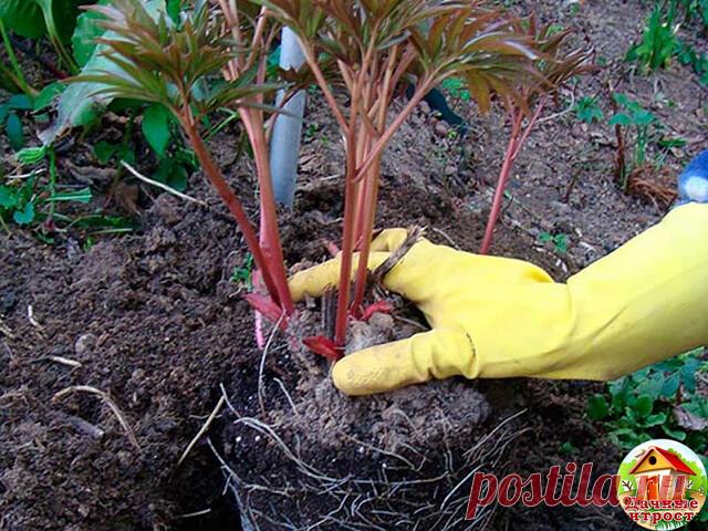 Как правильно посадить пионы

Пионы очень популярны у цветоводов. Все благодаря огромному разнообразию расцветок, форм и сортов пиона. Кусты пиона цветут очень долго, радуя нас почти 1,5 месяца. Кроме того, это многолетнее растение может прожить на одном месте без пересадки более пятидесяти лет. Известны случаи, когда кусты пиона росли на одном месте более ста лет. Пионы не боятся ни сильных морозов, ни засухи. Но то, как долго будет жить куст пиона, и то, как хорошо он бу...