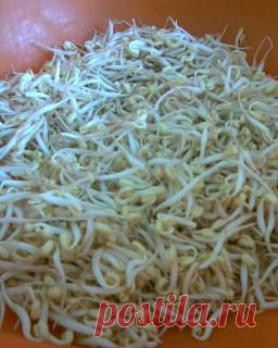 «Нокти»ча (салат с проросшего маша -корейская кухня) : Салаты
