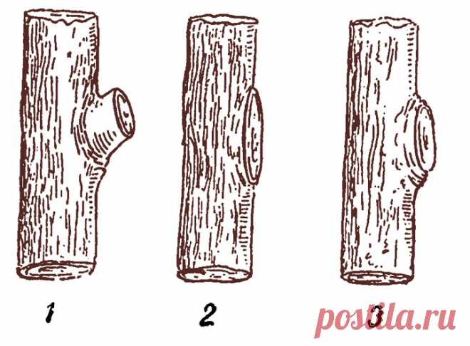 Молодильная стрижка яблони. Март - последний срок