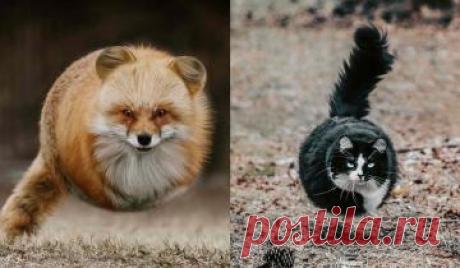 Лемуров - нет, интересные истории - есть!