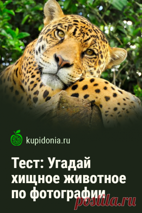 Тест: Угадай хищное животное по фотографии. Продолжаем серию тестов «Угадай по фотографии» и сегодня предлагаем вам узнать хищное животное по фото и небольшой подсказке. Проверьте ваши знания и визуальную память!