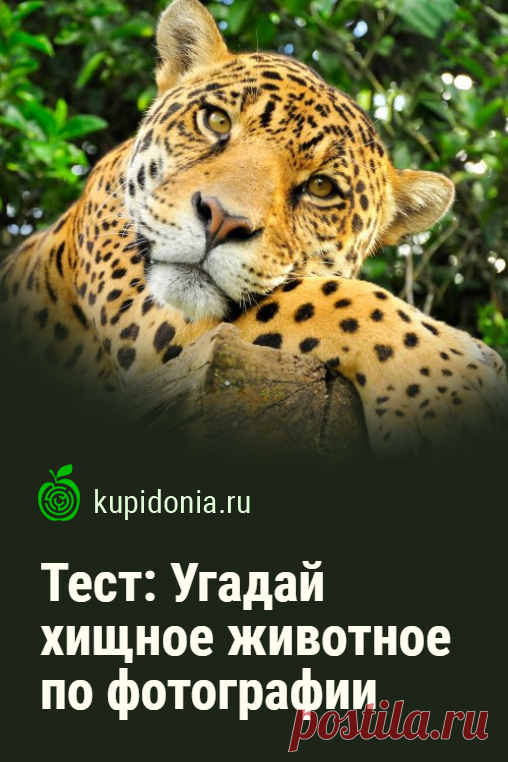 Тест: Угадай хищное животное по фотографии. Продолжаем серию тестов «Угадай по фотографии» и сегодня предлагаем вам узнать хищное животное по фото и небольшой подсказке. Проверьте ваши знания и визуальную память!