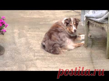 Сначала непонятно, что делает эта птичка. Но вы не сдержите улыбку!