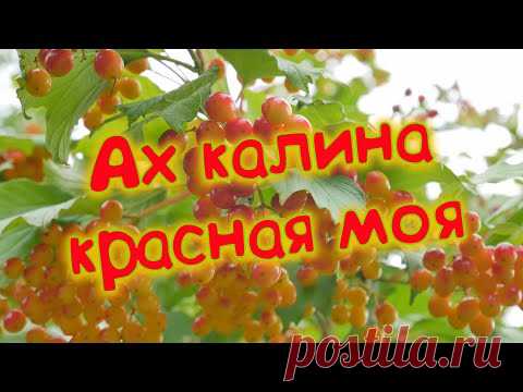 Эту песню вы будете слушать снова и снова Сергей Одинцов - Ах калина красная моя