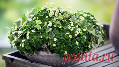 Экзакум - экзотический цветок с необычным внешним видом. Может расти на балконе