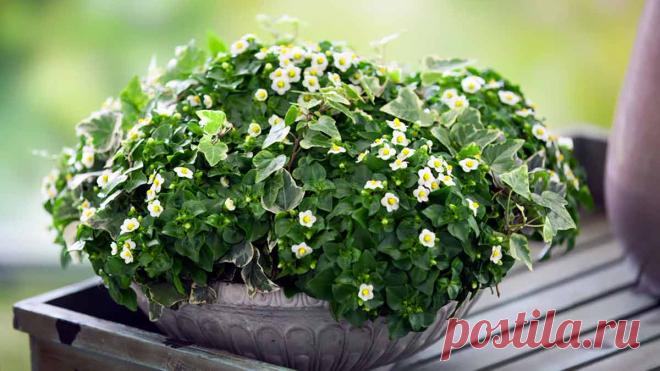 Экзакум - экзотический цветок с необычным внешним видом. Может расти на балконе