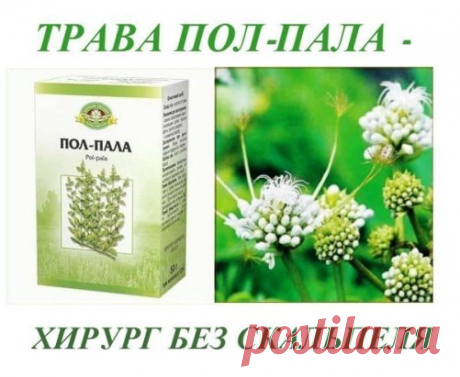 ПОЛ - ПАЛА.  ХИРУРГ БЕЗ СКАЛЬПЕЛЯ!
Без преувеличения можно сказать: пол-пола способна заменить целую 
аптеку. Эта трава является мощным стимулятором солевого обмена в 
организме.
Лечит и подагру, и полиартрит. Как солевыводящее средство 
применяется при пиелонефрите, мочекаменной болезни, циститах. 
Способствует снятию воспалительного процесса мочевыводящих путей и 
мочевого пузыря, в придатках, в почечных лоханках (пиелит), простате 
(простатит). Отвар пол-полы является сильным мочегонным