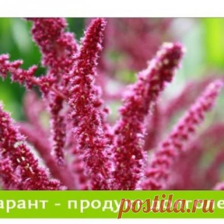 Амарант -целебное растение долголетия
