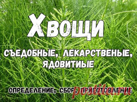 Полезные и ядовитые хвощи: определение, свойства и применение хвоща полевого