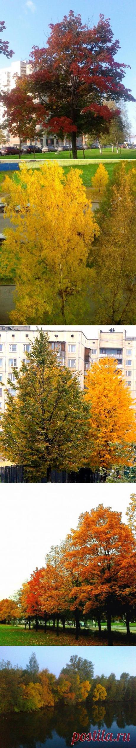 (+1) - Лиловый, золотой, багряный, Лес, словно терем расписной.. (Часть 1) | ЛЮБИМЫЕ ФОТО