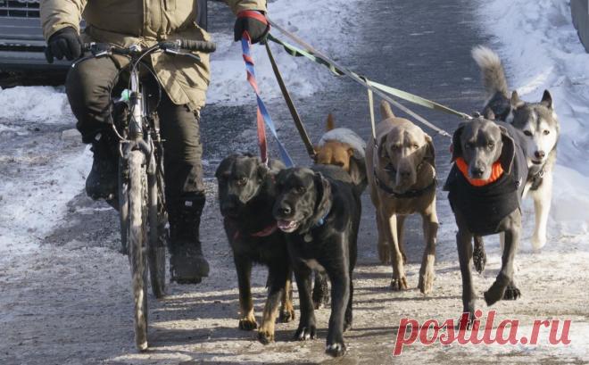 Доходы выгульщиков собак в США после пандемии превысили $8000 в месяц. В пандемию более 23 млн семей в США завели домашних животных. Сейчас люди возвращаются на работу в офисы, а с собаками нужно гулять. Ситуация с «пандемийными щенками» стала причиной бума на рынке услуг для владельцев животных