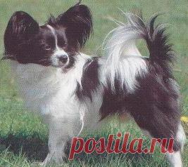 Собаки: породы собак, фото собак, описание пород собак | ИнфоМама. Мамочки Симферополя. Мамочки Крыма. Форум для мамочек Симферополя, Севастополя, Евпатории, Керчи, Ялты, Алушты, Феодосии, Судака и других городов Крыма.