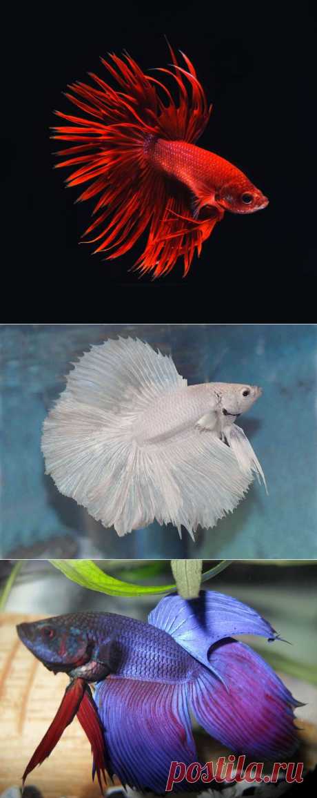 Петушок (Betta splendens) содежание, совместимость и размножение