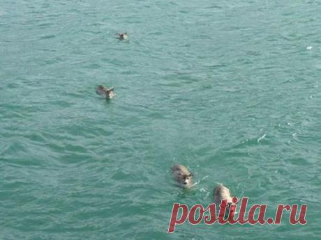 Мужчина выплыл на своей лодке в море. Он не поверил своим глазам, когда увидел ЭТО...