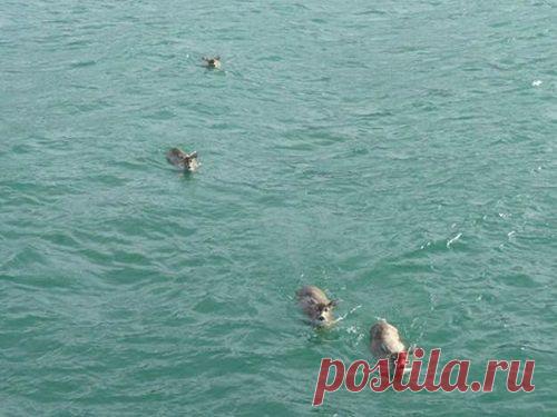 Мужчина выплыл на своей лодке в море. Он не поверил своим глазам, когда увидел ЭТО...