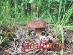 Июль. Народные праздники и приметы июля. | Советы Народной Мудрости