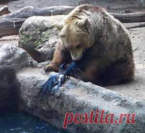 Считается, что «гуманизм» и «человечность» – это то, что отличает людей от других живых существ. Но на деле нередко звери оказываются добрее жестоких двуногих циников. Эта басня расскажет вам поучительную историю, произошедшую в зоопарке Будапешта.