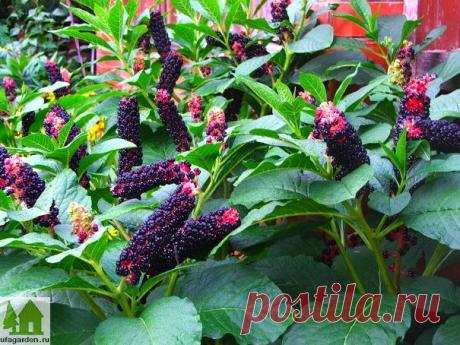 Лаконос | Дачная жизнь - сад, огород, дача