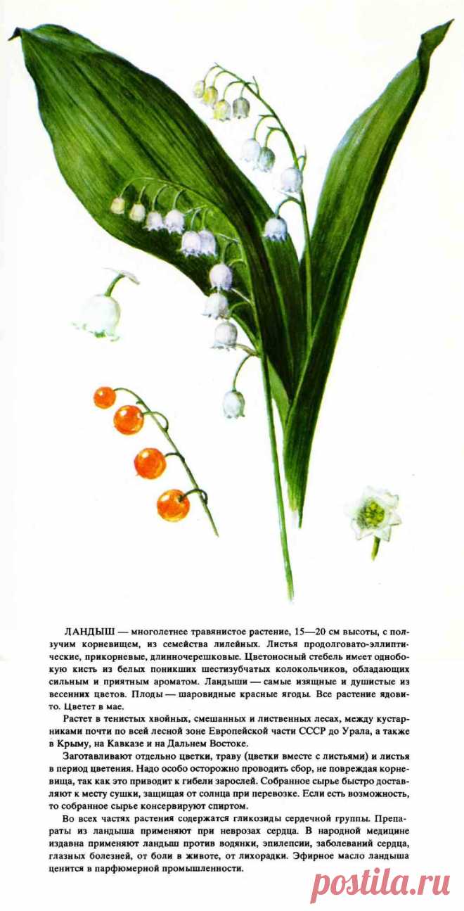 Ландыш