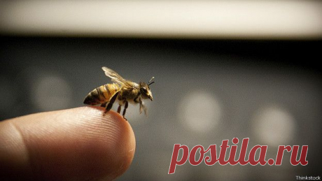 Помощь при укусах пчел, ос, слепней |