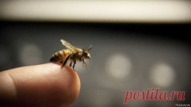 Помощь при укусах пчел, ос, слепней |