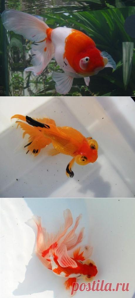 【转载】photo: 蛤蟆头金鱼 - 丁香花开的日志 - 网易博客