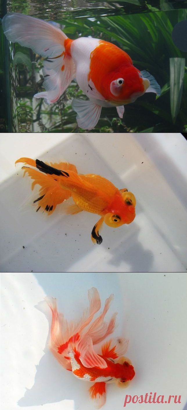 【转载】photo: 蛤蟆头金鱼 - 丁香花开的日志 - 网易博客