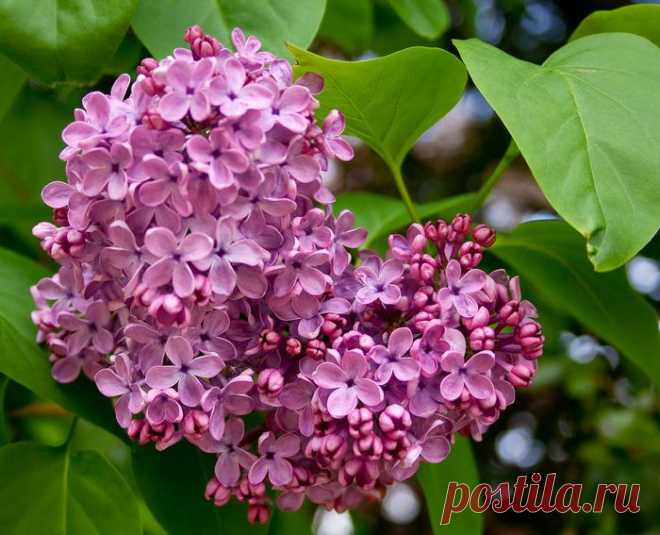 Без заголовка