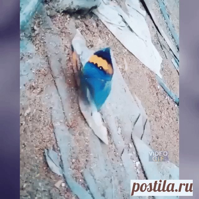 Одна из самых удивительных бабочек в мире