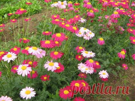 Пиретрум девичий и розовый, особенности выращивания | Общаемся на Даче впрок