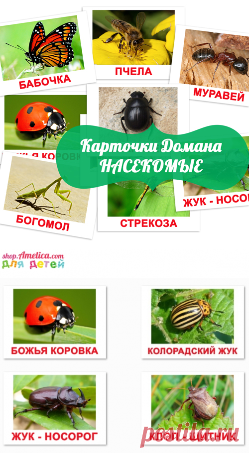 насекомые картинки для детей, карточки Домана