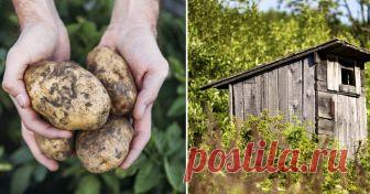 Туалет, вода, картошка: полный перечень того, за что могут оштрафовать дачника Дача может быть не только источником свежих овощей и ягод, отдушиной и местом сбора родных и друзей, но и местом, которое принесет дополнительные расходы, если нарваться на штрафные санкции.