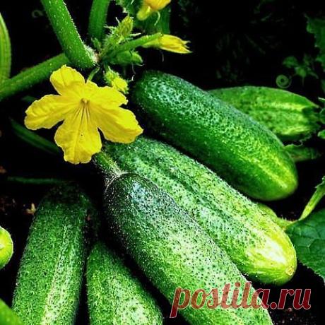 РЕЦЕПТ ОТ ВСЕХ БОЛЕЗНЕЙ ОГУРЦОВ