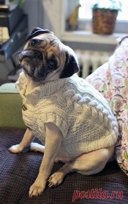 Самые простые варианты одежды питомцу, которые можно связать самостоятельно | Мемуары... Пора утеплять питомцев к осени и зиме. Самое время выбрать простую модель и связать ее самостоятельно