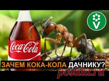 Если в теплице завелись муравьи - напоите их кока-колой! И вот зачем...