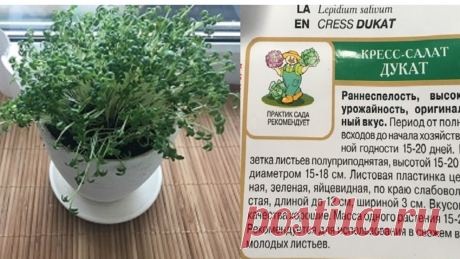 Соседка по даче научила проращивать зелень за 6 часов